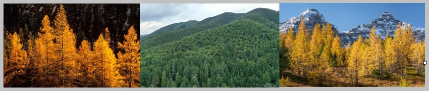 Alerces con tonalidades de verano y de otoño en la montaña
