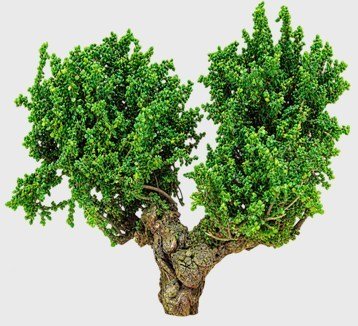 Arbolito y vegetación en miniatura a escala hechos a mano por Nature Center