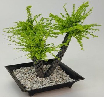 Arbolito y vegetación en miniatura a escala hechos a mano por Nature Center